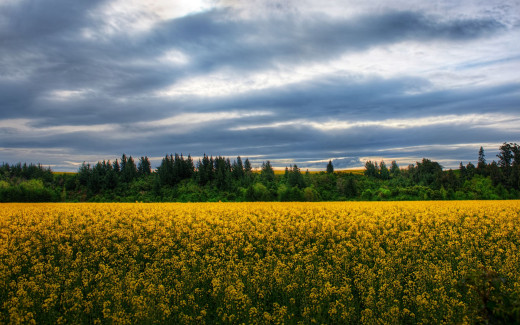 503209 (a): :2560x1600